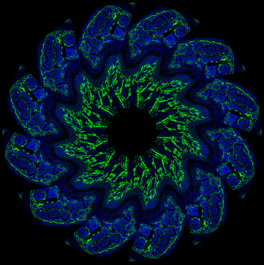 A micrograph of a mouse femur growth plate.