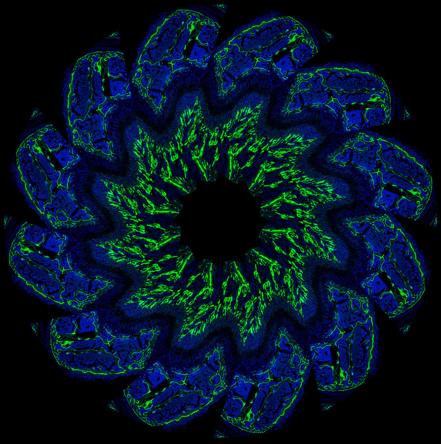 A micrograph of a mouse femur growth plate.