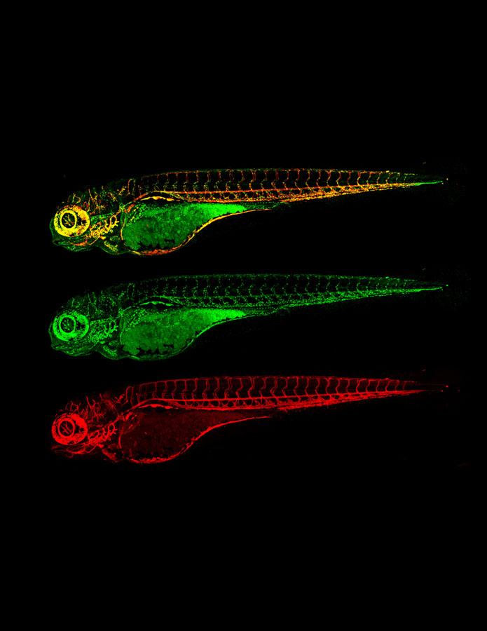 Fluorescent imaging of three zebrafish.