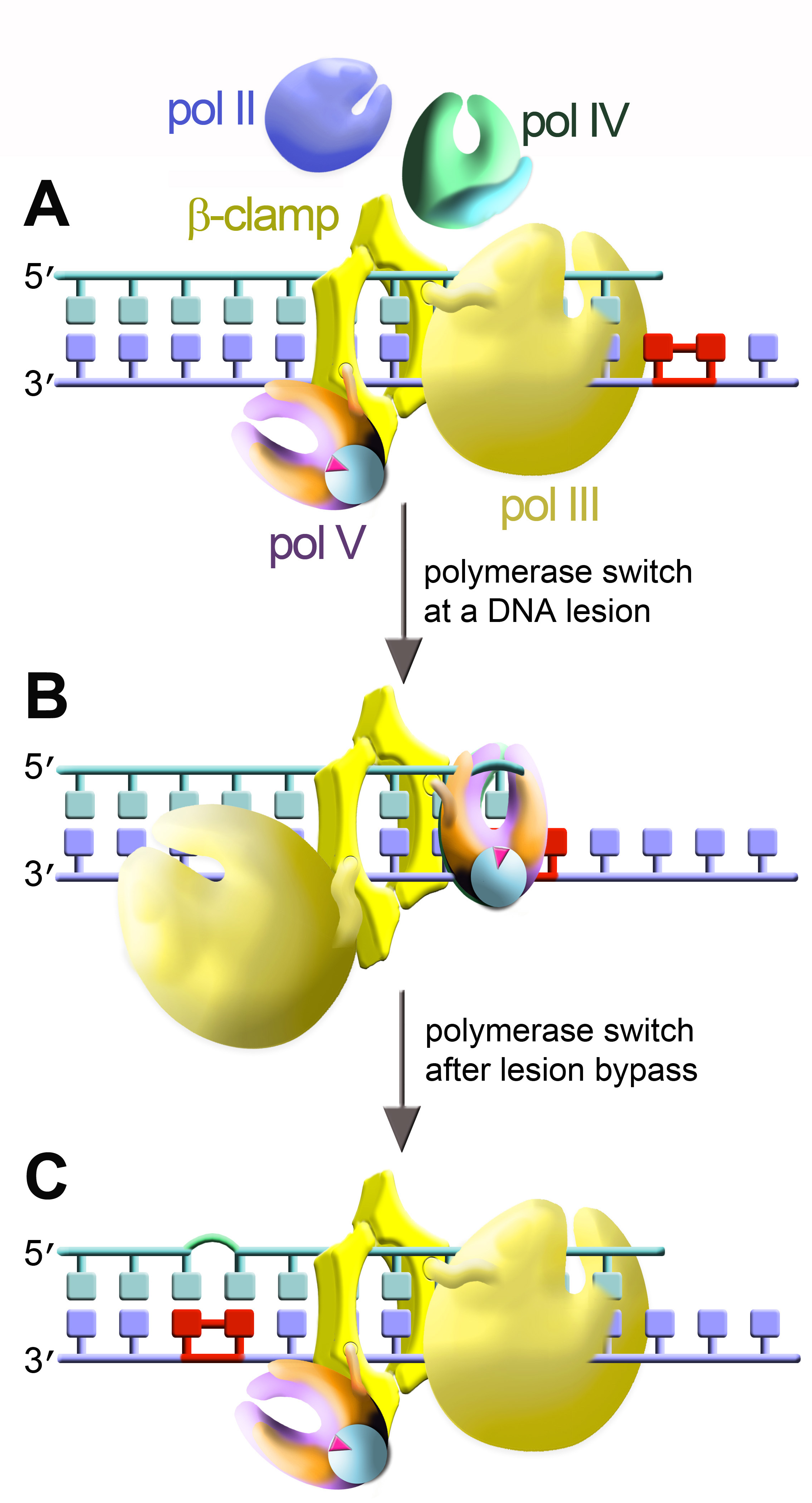Basic mechanism of TLS in prokaryotic cells.