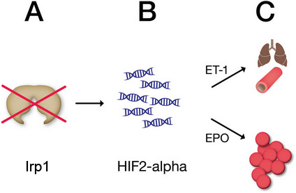 The graphic illustrates how loss of Iron regulatory protein 1 stimulates release of hypoxia inducible factor 2 alpha, which stimulates the release of endothelin-1 and erythropoietin.