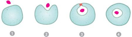 Illustration of endocytosis.