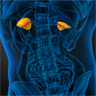 Stock image of adrenal glands.