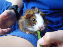 Guinea pig on a child’s lap.  The child is wearing a skin conductance wrist sensor.