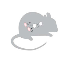 Illustration of mouse where T-cells in thymus deficient mice fail to recognize that the ovary is part of the body