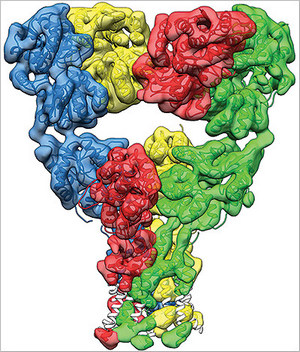 3D image of a glutamate receptor