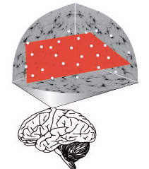 Illustration of brain area tested in study