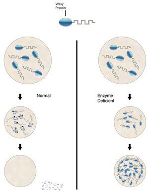 Diagram showing accumulation of ceroid in the deficiency of the PPT1 enzyme.