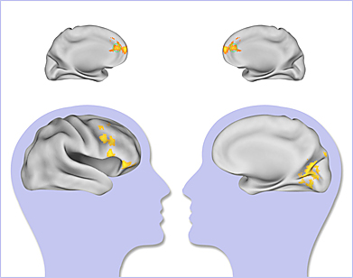 Brain activity in the frontal lobe