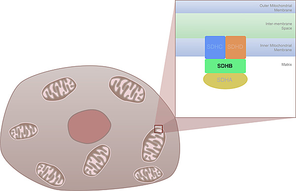 The enzyme succinate dehydrogenase is embedded in the outer membrane of mitochondria.