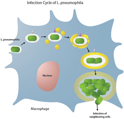 Infection cycle of L. pneumophila