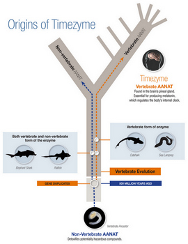 Origins of Timezyme: Evolutionary tree showing development of AANAT enzyme. At base of tree is a vertebrate ancestor, labeled as having non-vertebrate AANAT. This form detoxifies potentially hazardous substances. Two lines trace the evolution of non-vertebrate AANAT, which follows one branch, and vertebrate AANAT, which splits off into another set of branches. Along the trunk, labels identify where the AANAT gene duplicates, about 500 million years ago, and then where vertebrate evolution takes place. Silhouettes of elephant shark and ratfish, animals that are representative of early vertebrates, indicate that researchers found both non-vertebrate and vertebrate forms of AANAT in these animals. Further up the trunk, catshark and sea lamprey silhouettes are labeled as having only the vertebrate form of the enzyme. This vertebrate form, also called the timezyme, is found in the brain’s pineal gland and is essential for producing melatonin, which regulates the body’s internal clock. 