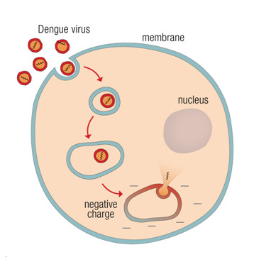 Accompanying graphic shows how the virus is taken into the cell and releases its DNA in the presence of a negative charge.