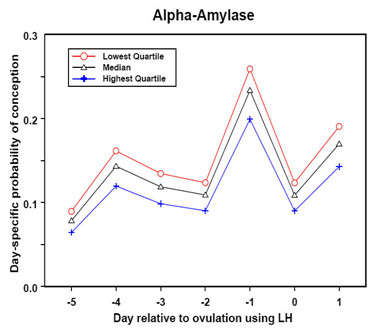 This line graph shows the saliva levels of alpha-amylase for women in the study, and categorizes the data into the highest 25 percent, the lowest 25 percent, and the medium group. For each of the five days before ovulation, the day of ovulation, and the day after ovulation, the 25 percent of women with the highest alpha-amylase levels had a 12 percent overall reduction in fertility, when compared to the 25 percent of women with the lowest levels.