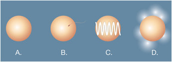 Four stages of egg cells of monkeys and mice regarding zinc as a major role in reproduction