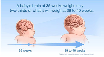 A baby's brain at 35 weeks weighs only two-thirds of what it will weigh at 39 to 40 weeks.