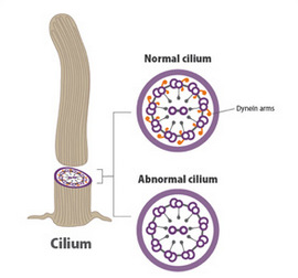 Tiny structures called dynein arms are vital to the movement of cilia.