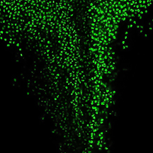 nervous system development