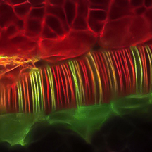 formation of the neural tube in the zebrafish