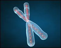 A Chromosome