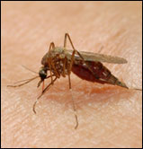 Mosquito injecting through human skin