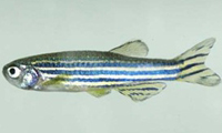 zebrafish