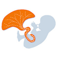 Human Placenta Project logo