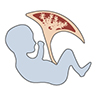 illustration of fetus and placenta