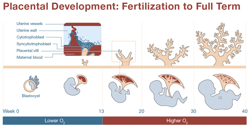 Placental Size Chart